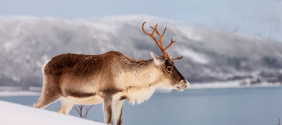 Descubre una gran variedad de especies silvestres mientras exploras la región.